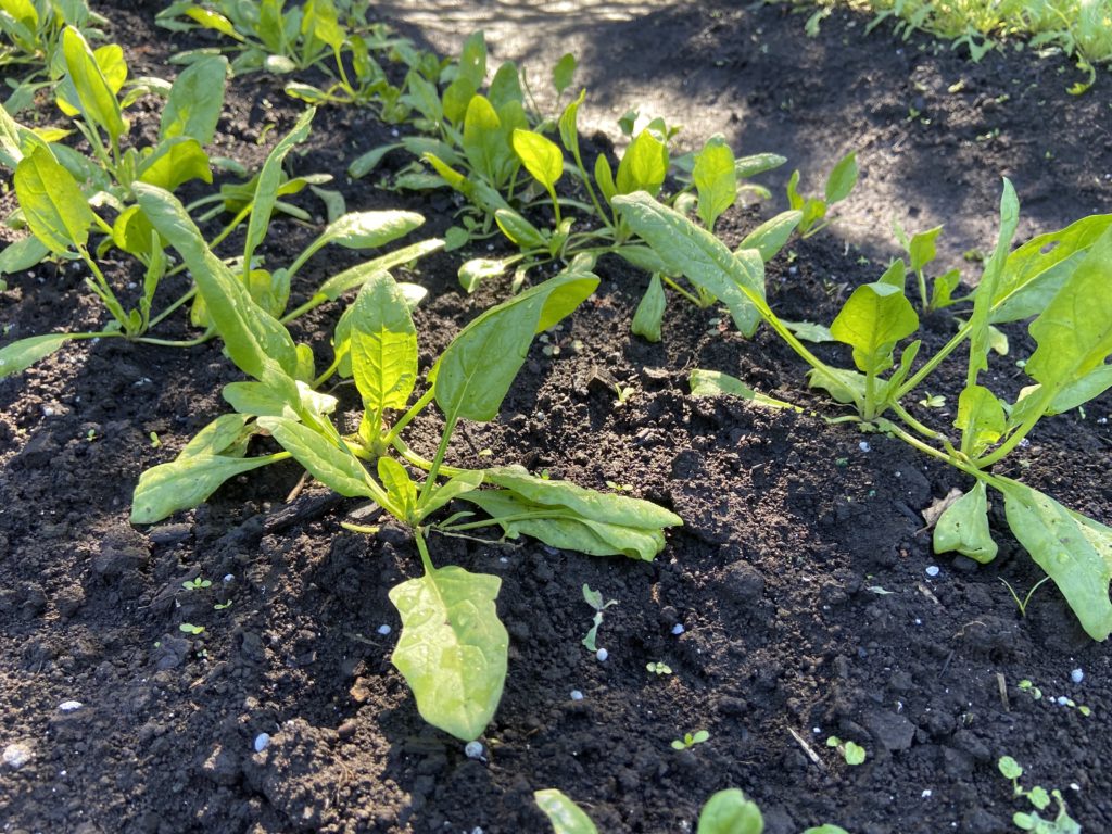 ほうれん草