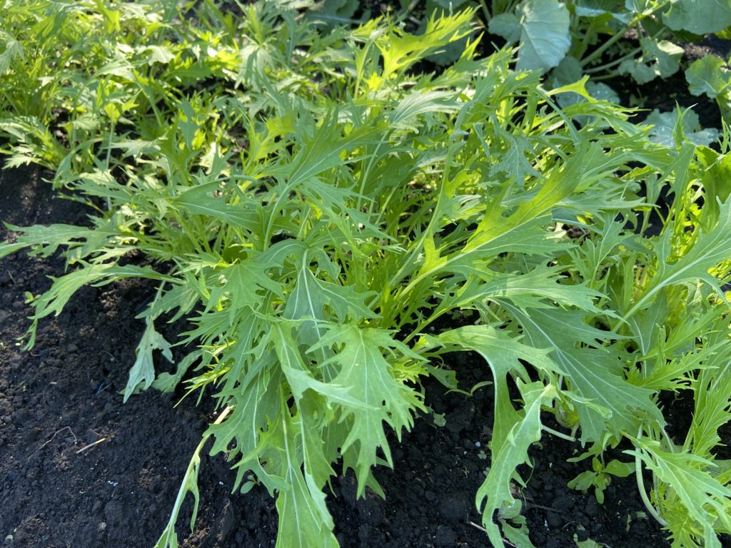 水菜