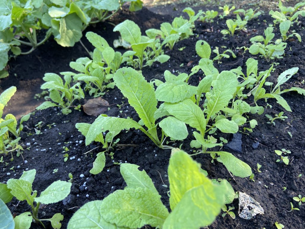 かつお菜