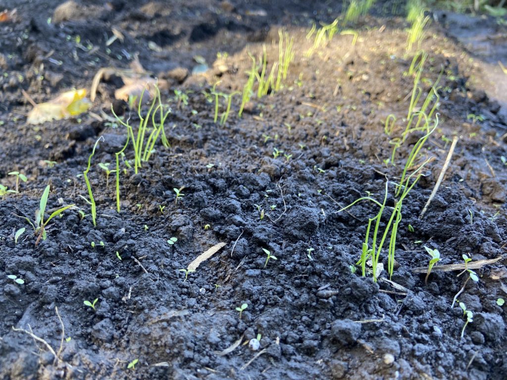 万能ネギ(九条ネギ)の芽