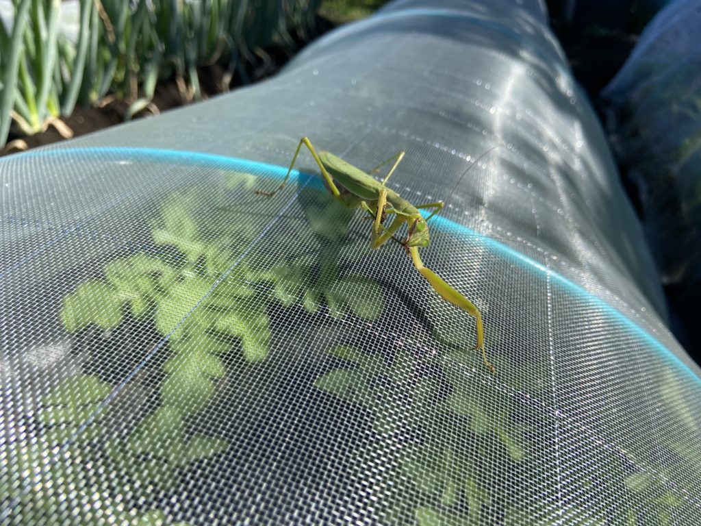 カマキリ