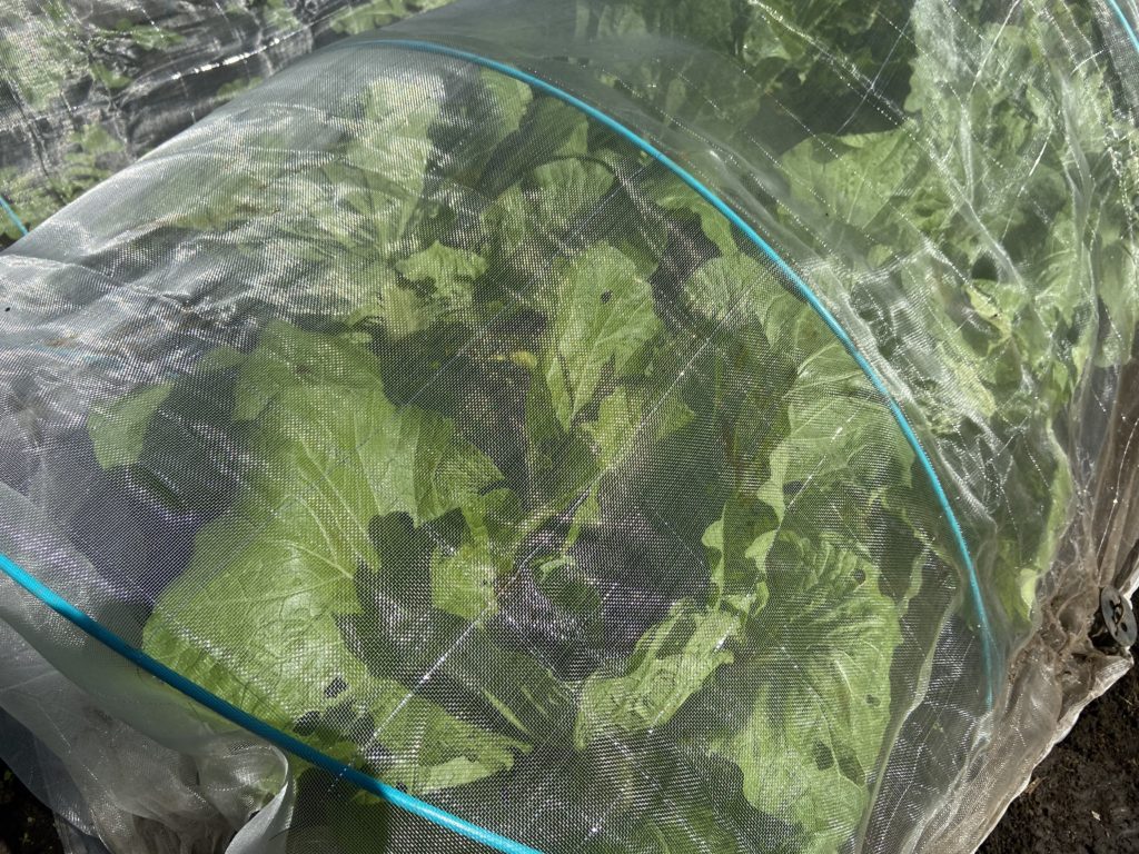 ハクサイのトンネルを広げた