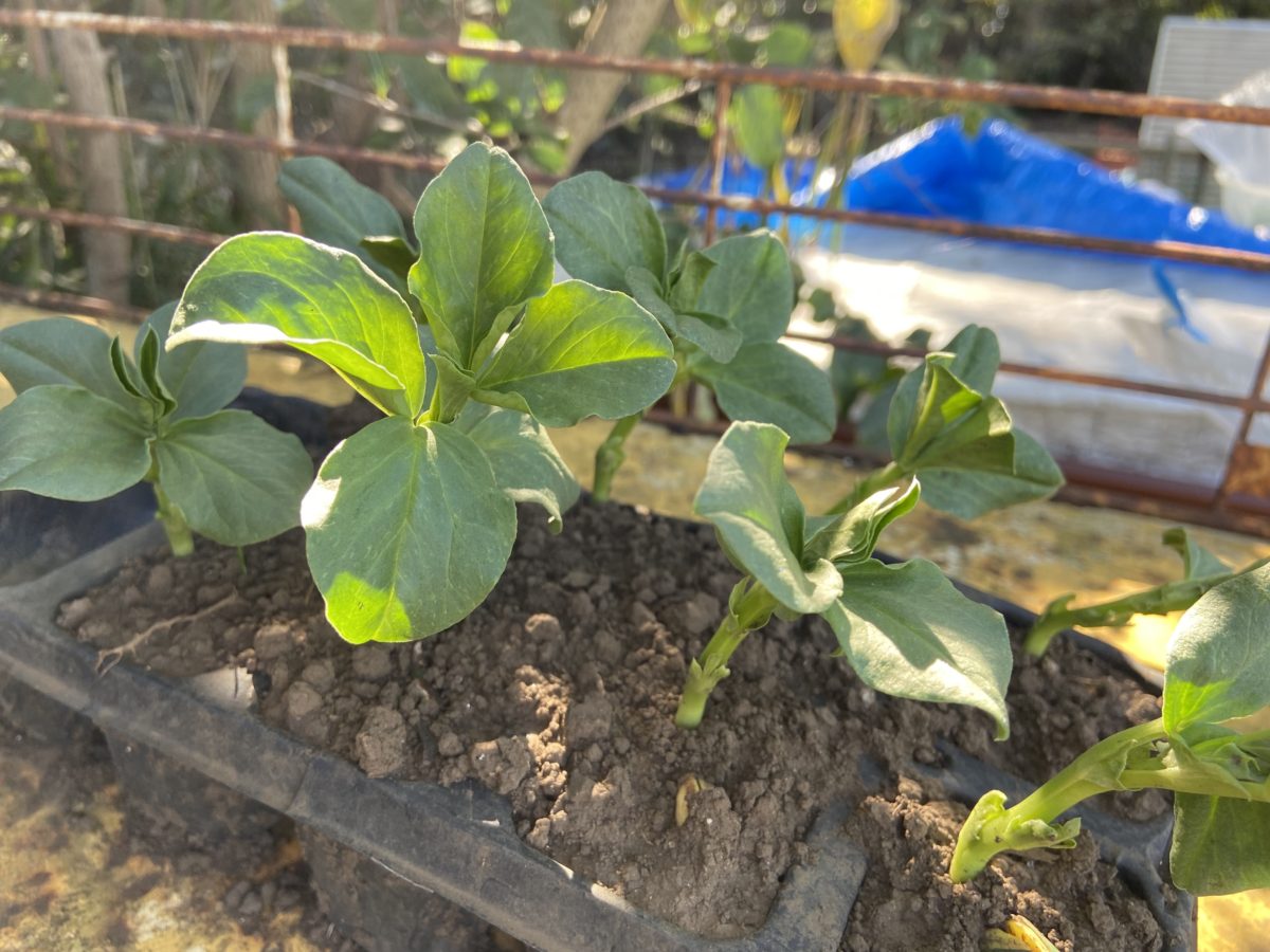 ソラマメとスナップエンドウを植えた