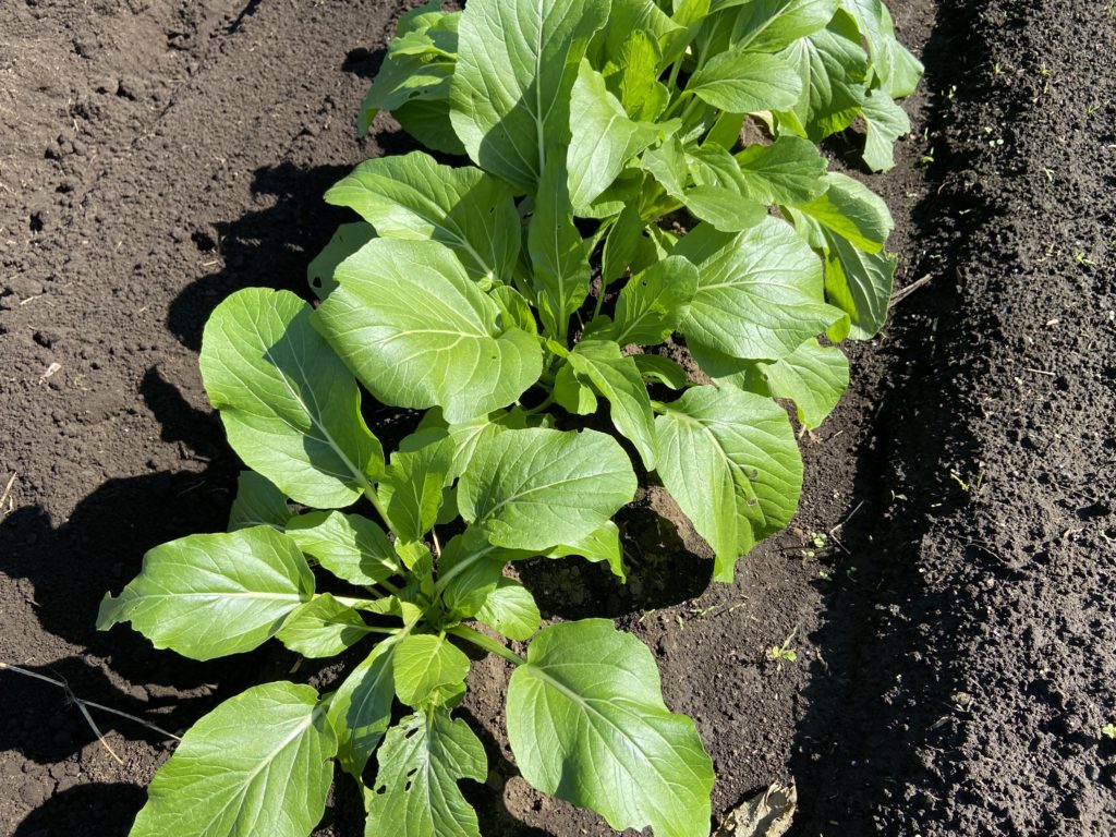 アスパラ菜の花芽を摘んだ