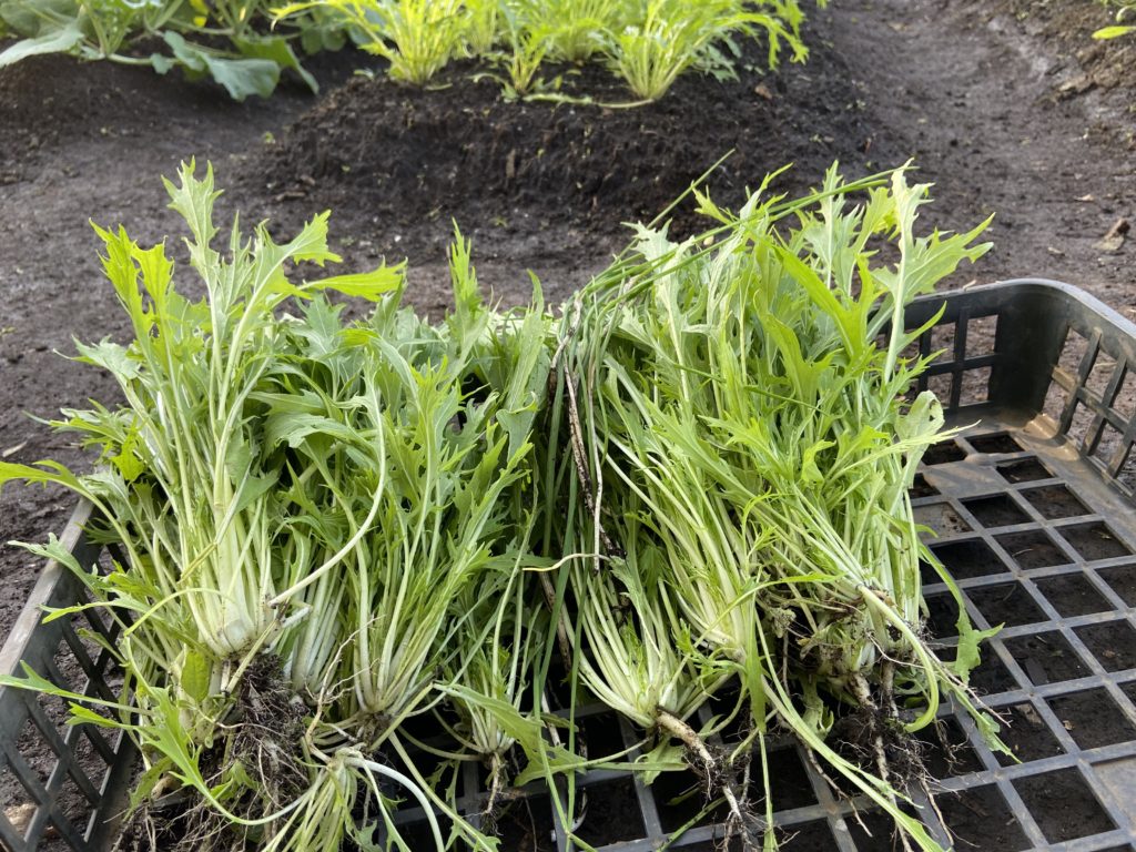 間引いた水菜