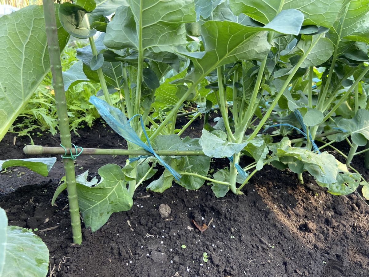 玉ねぎ、ニラ、青梗菜……