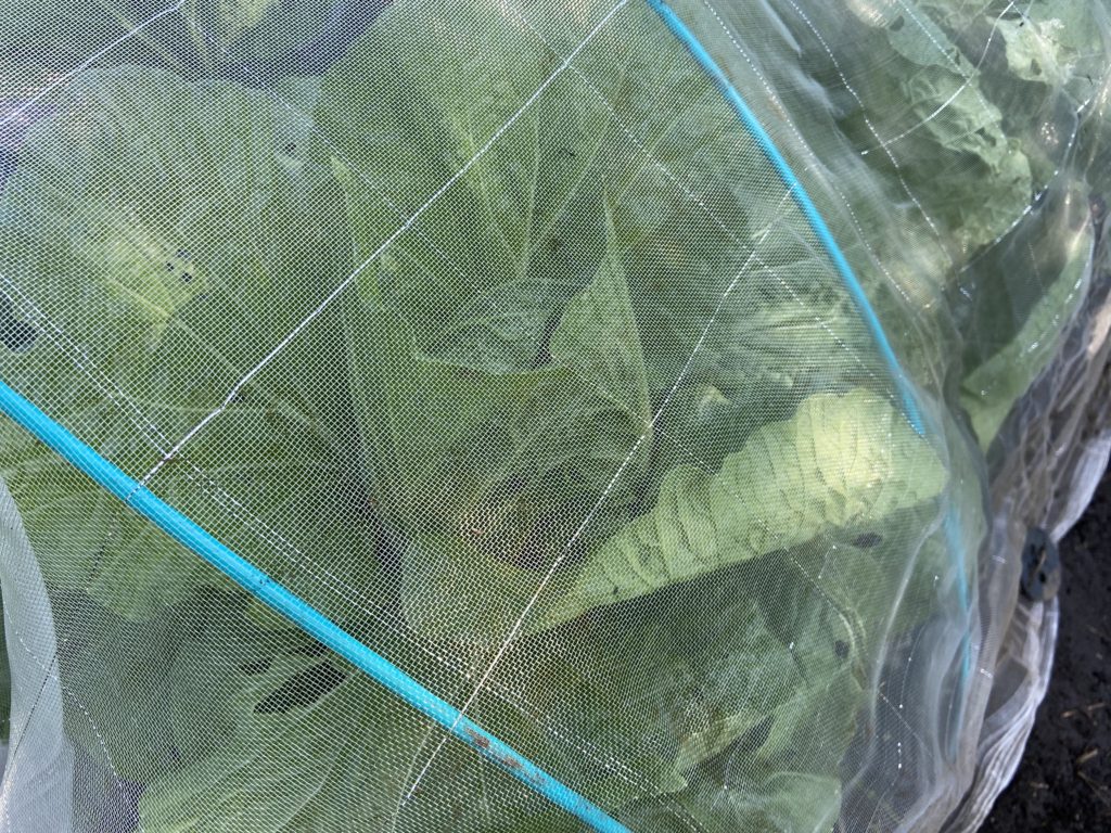 白菜