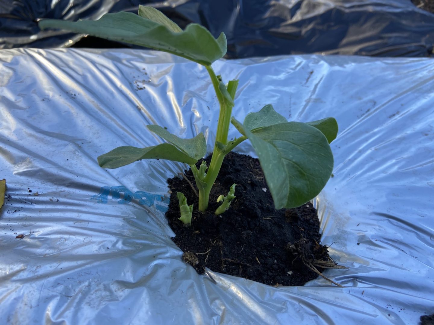 ソラマメの芯止め