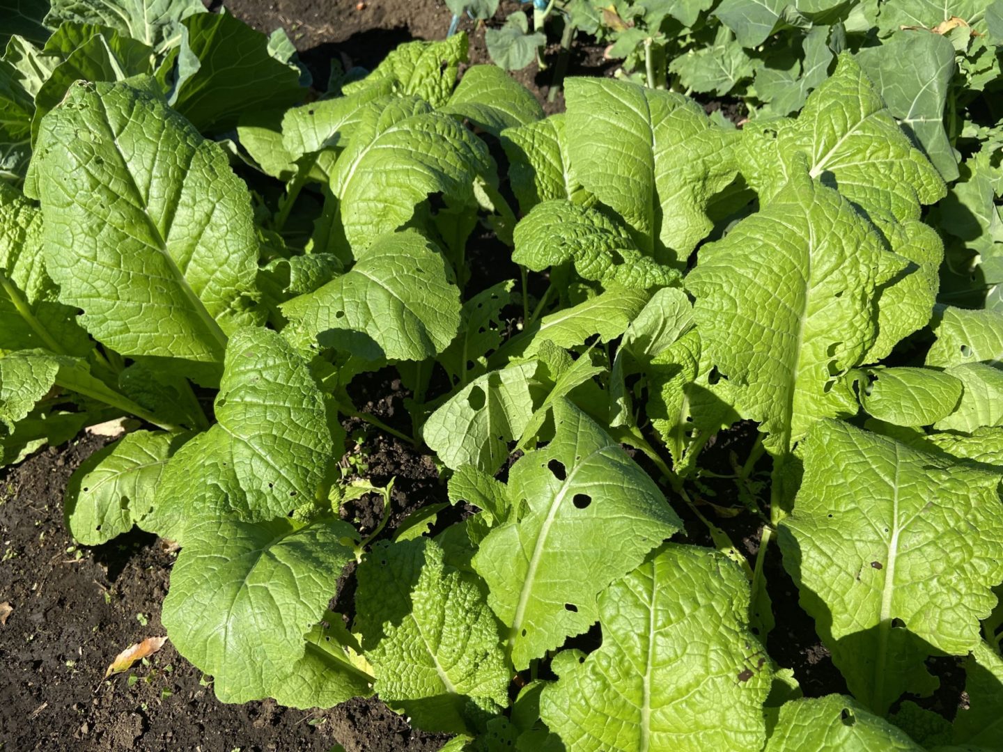 かつお菜