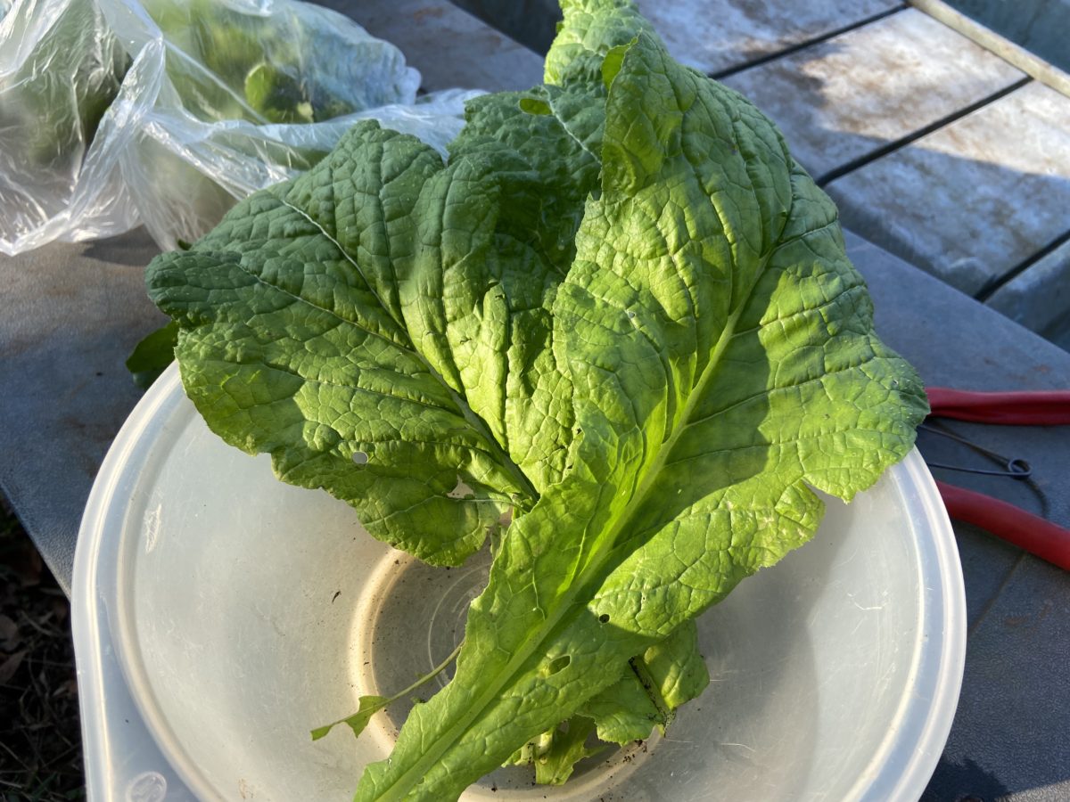 かつお菜、初収穫