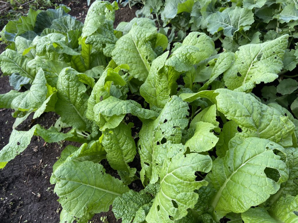 かつお菜