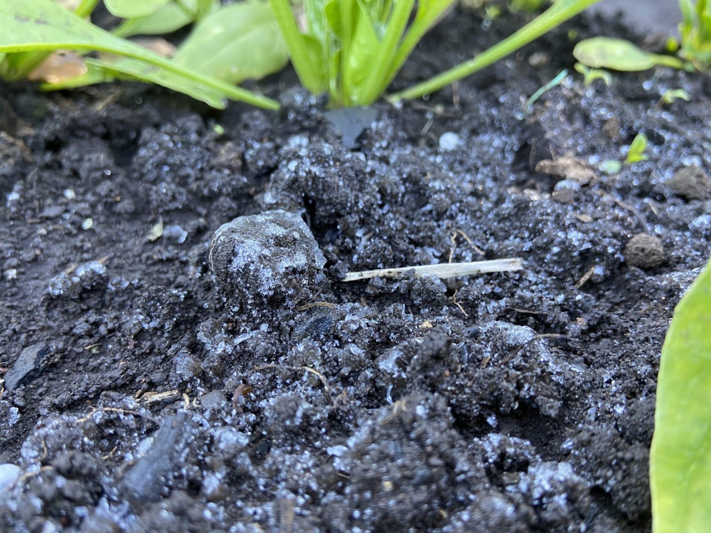 ほうれん草と霜