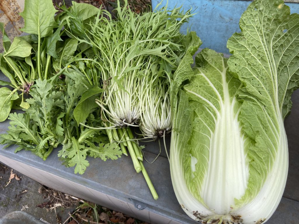 ほうれん草、春菊、アスパラ菜、水菜、白菜