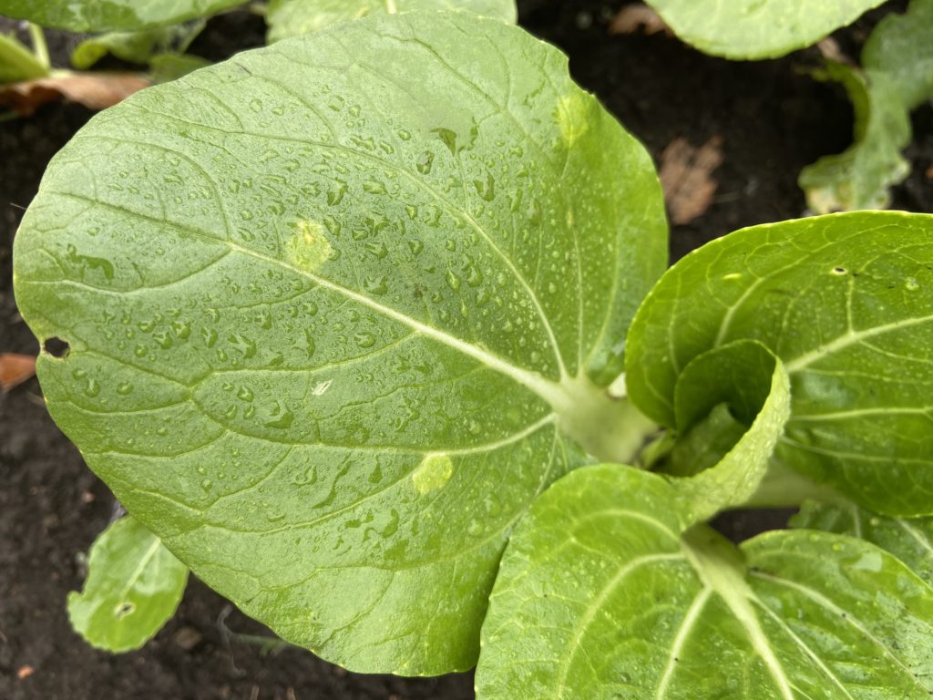 青梗菜の白さび病