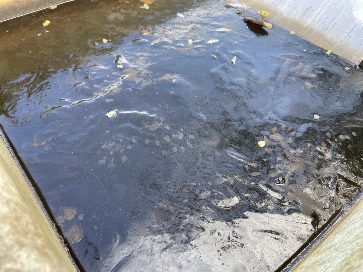 雨水ますの氷