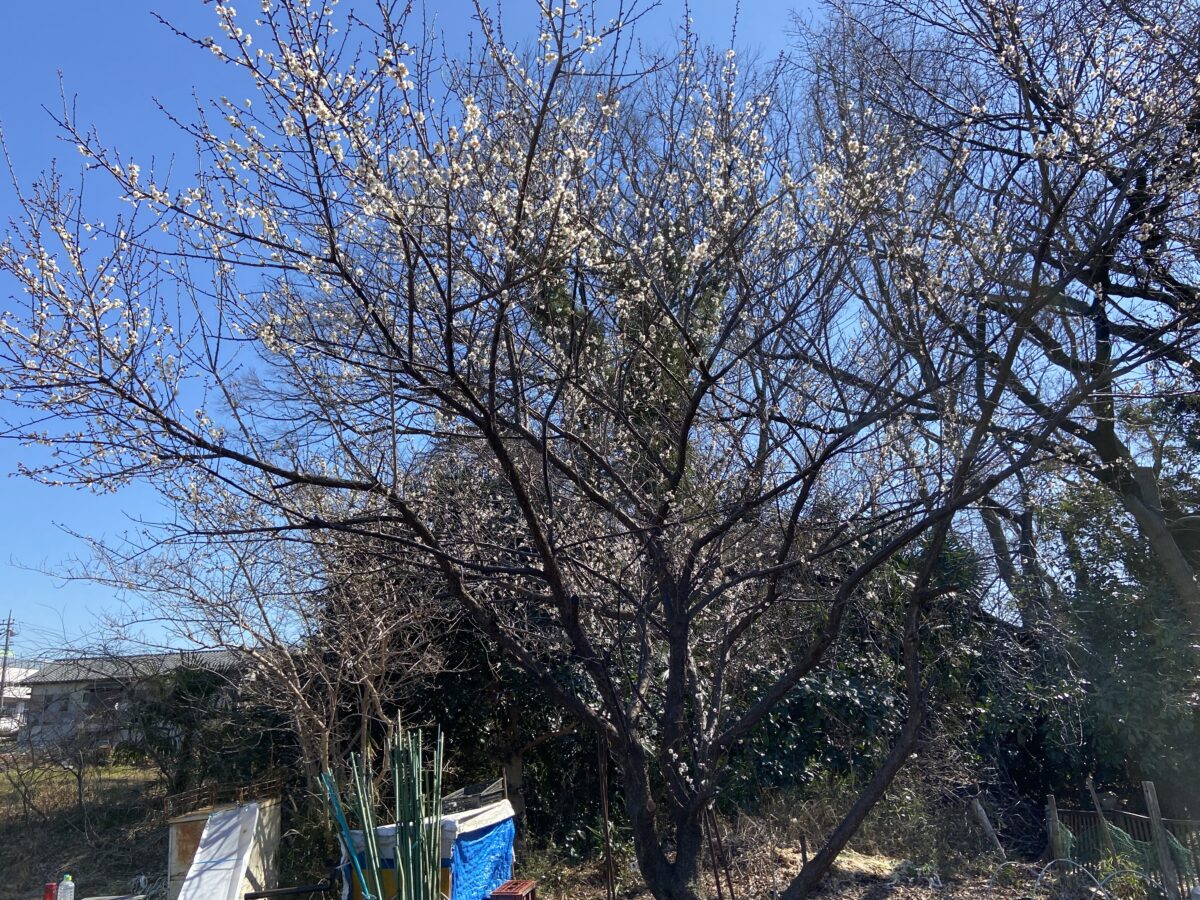 畑に春が来た