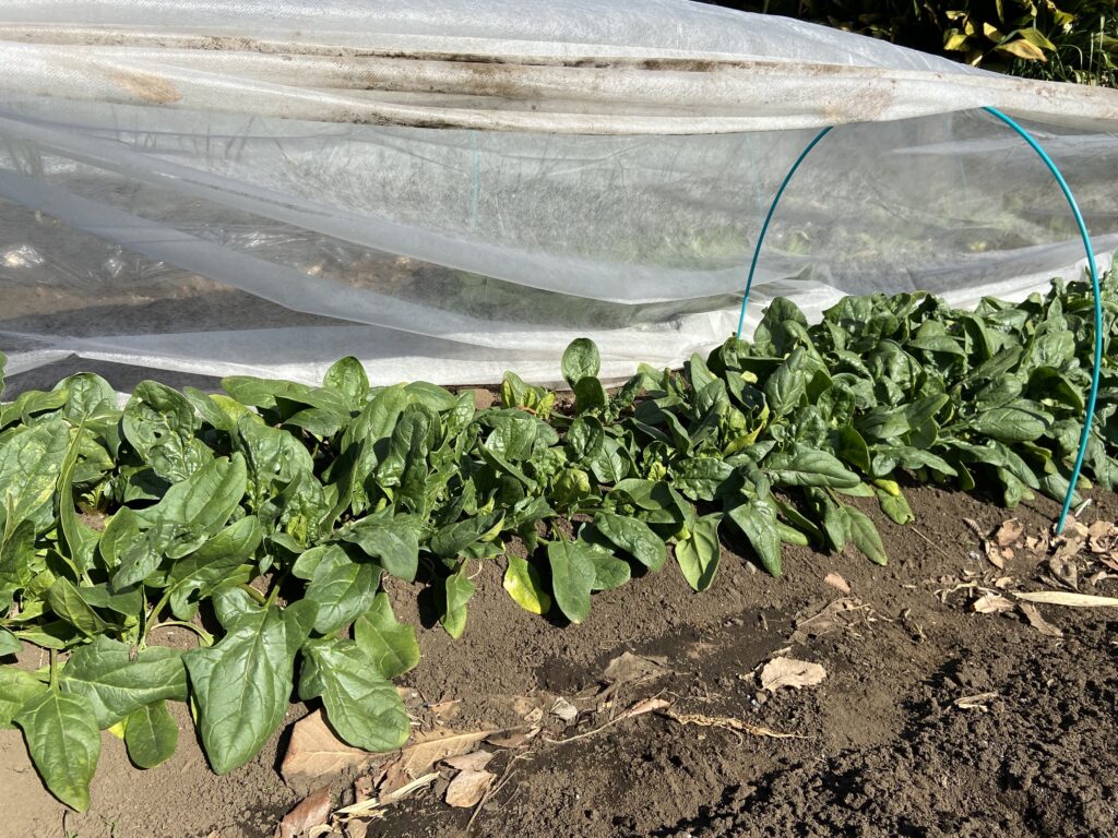 ほうれん草