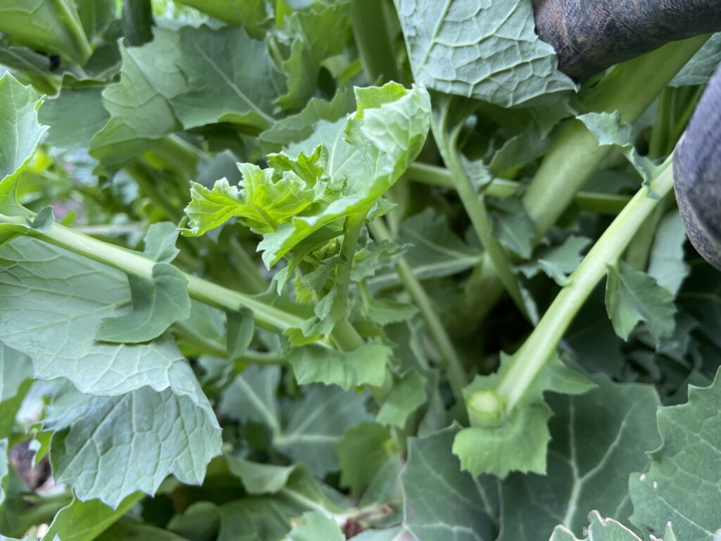 のらぼう菜の脇芽