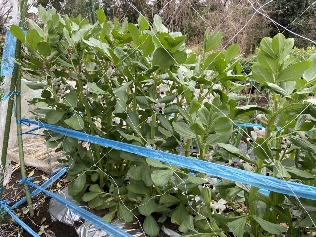 ソラマメ