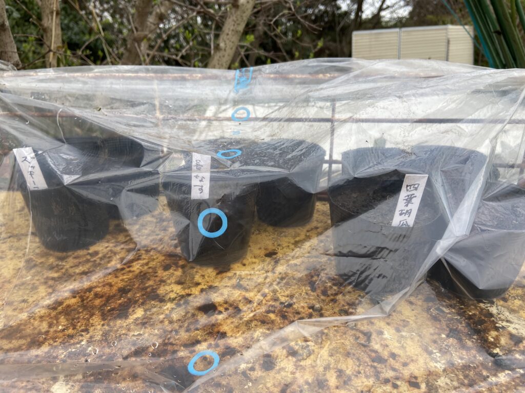 育苗ポット