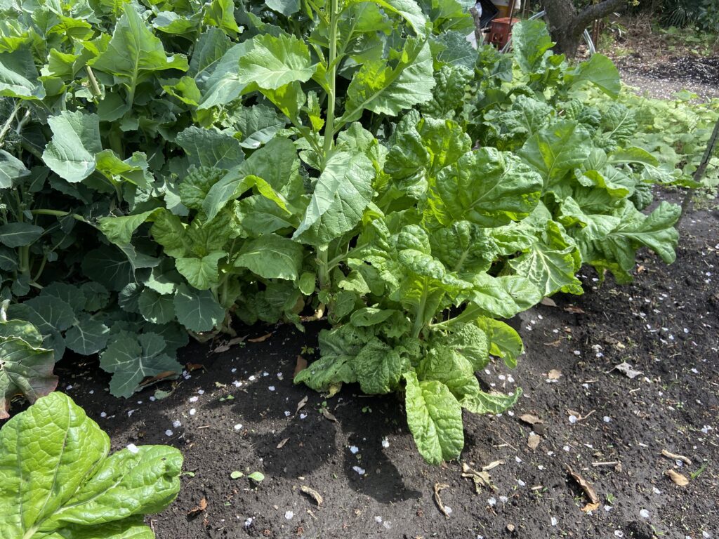 かつお菜