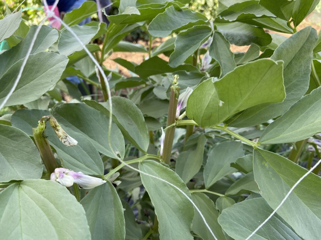 芯止めしたソラマメ