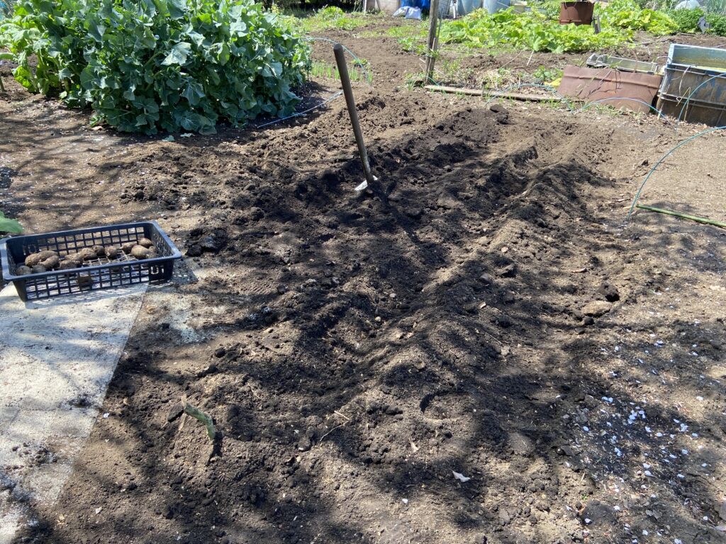 植え付ける溝を掘る
