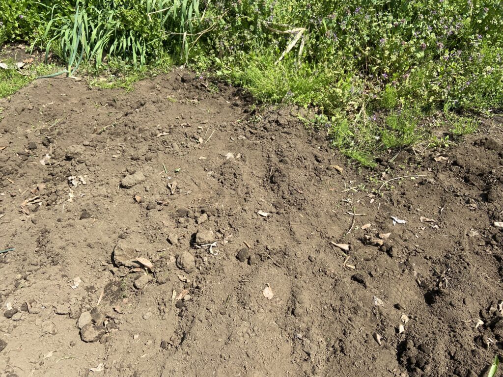 スギナの荒れ地