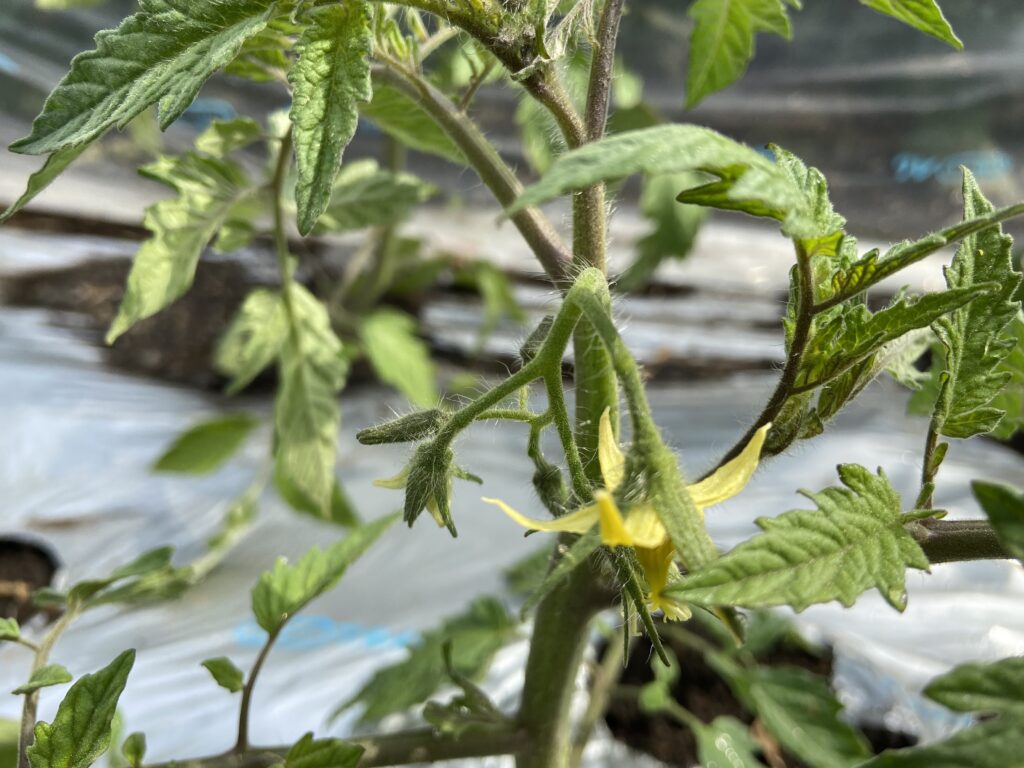 トマトの第一花房