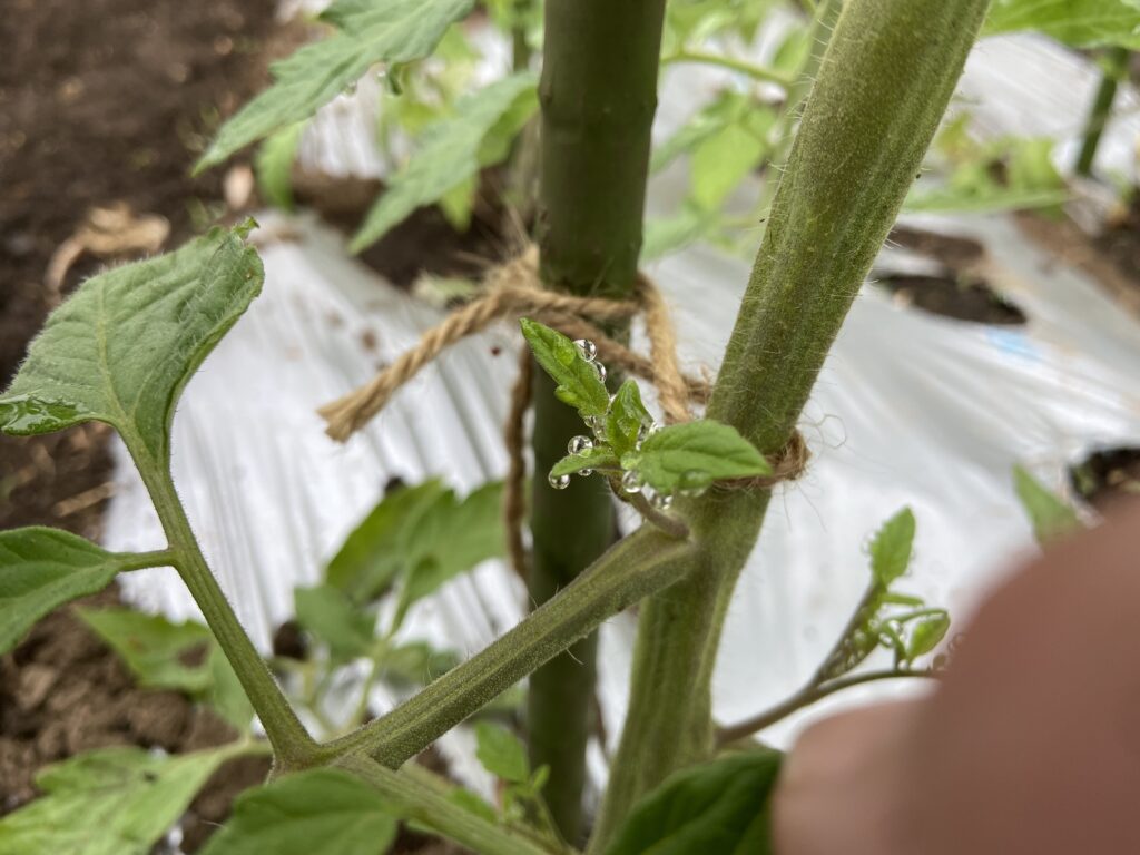 トマトの脇芽
