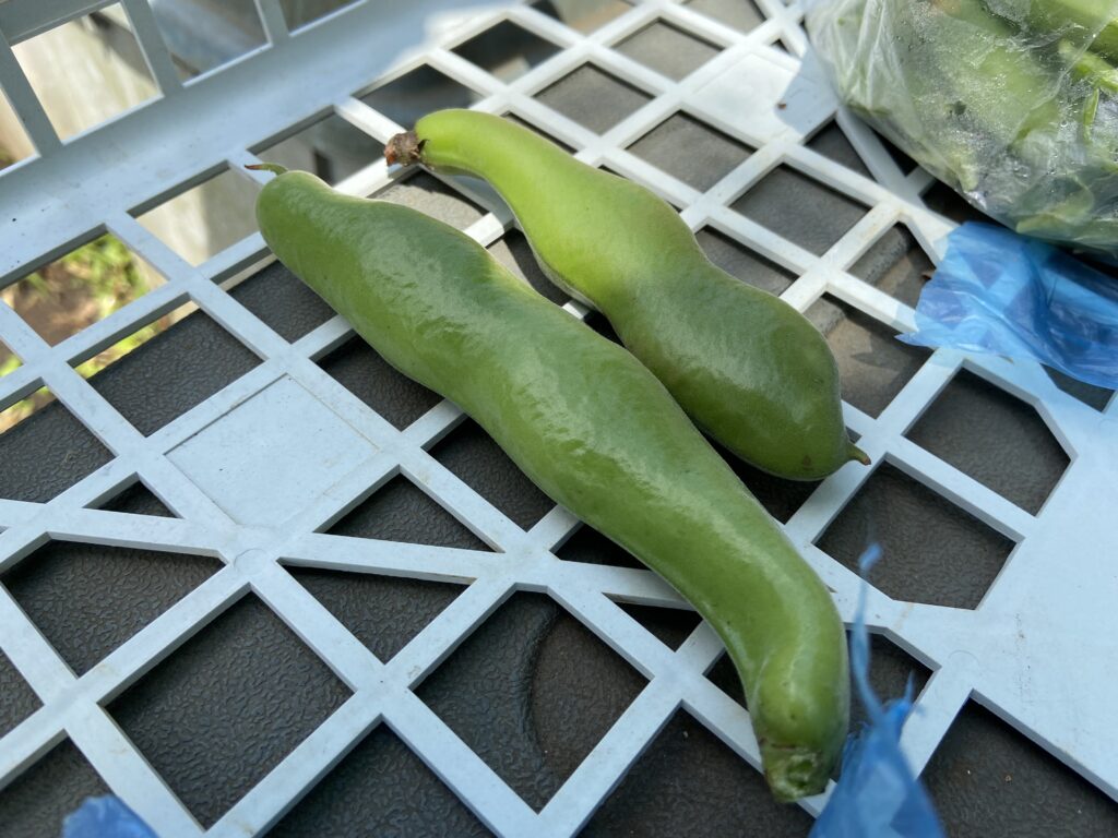 ソラマメ初収穫