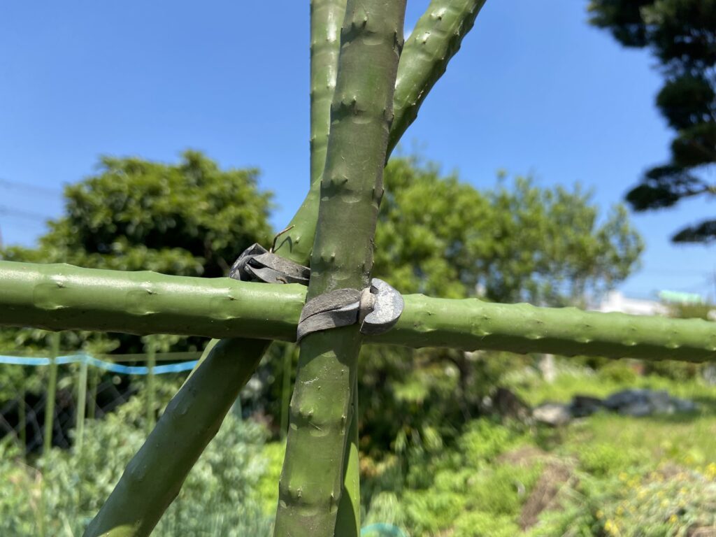 オーバンドの「たばね」