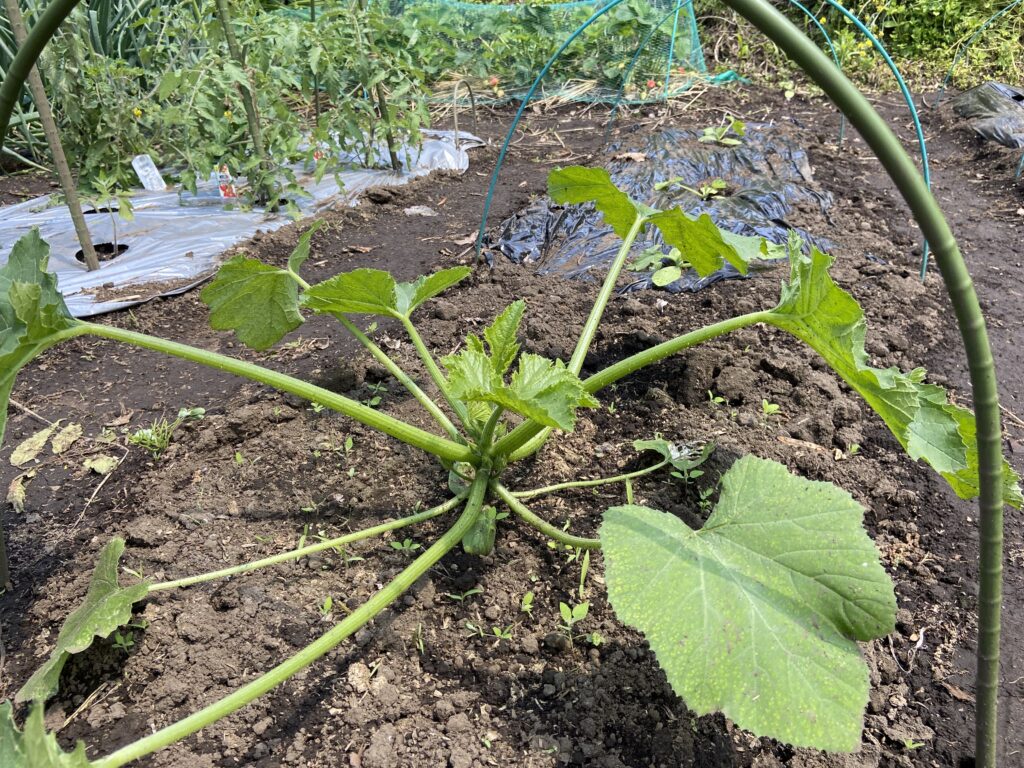 ズッキーニ