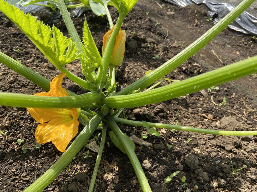 ズッキーニの雄花