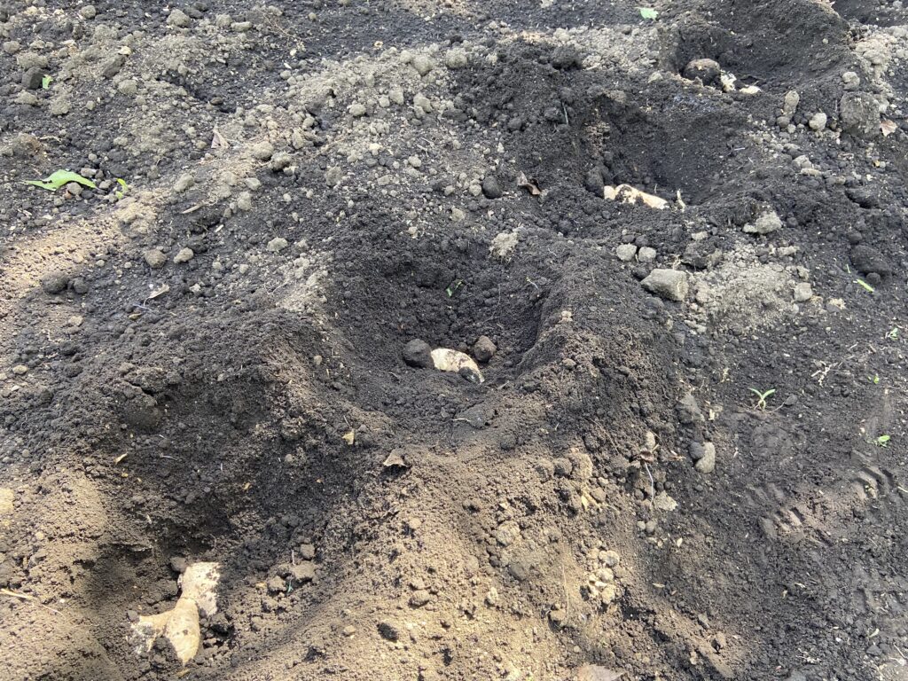 ショウガを植えた