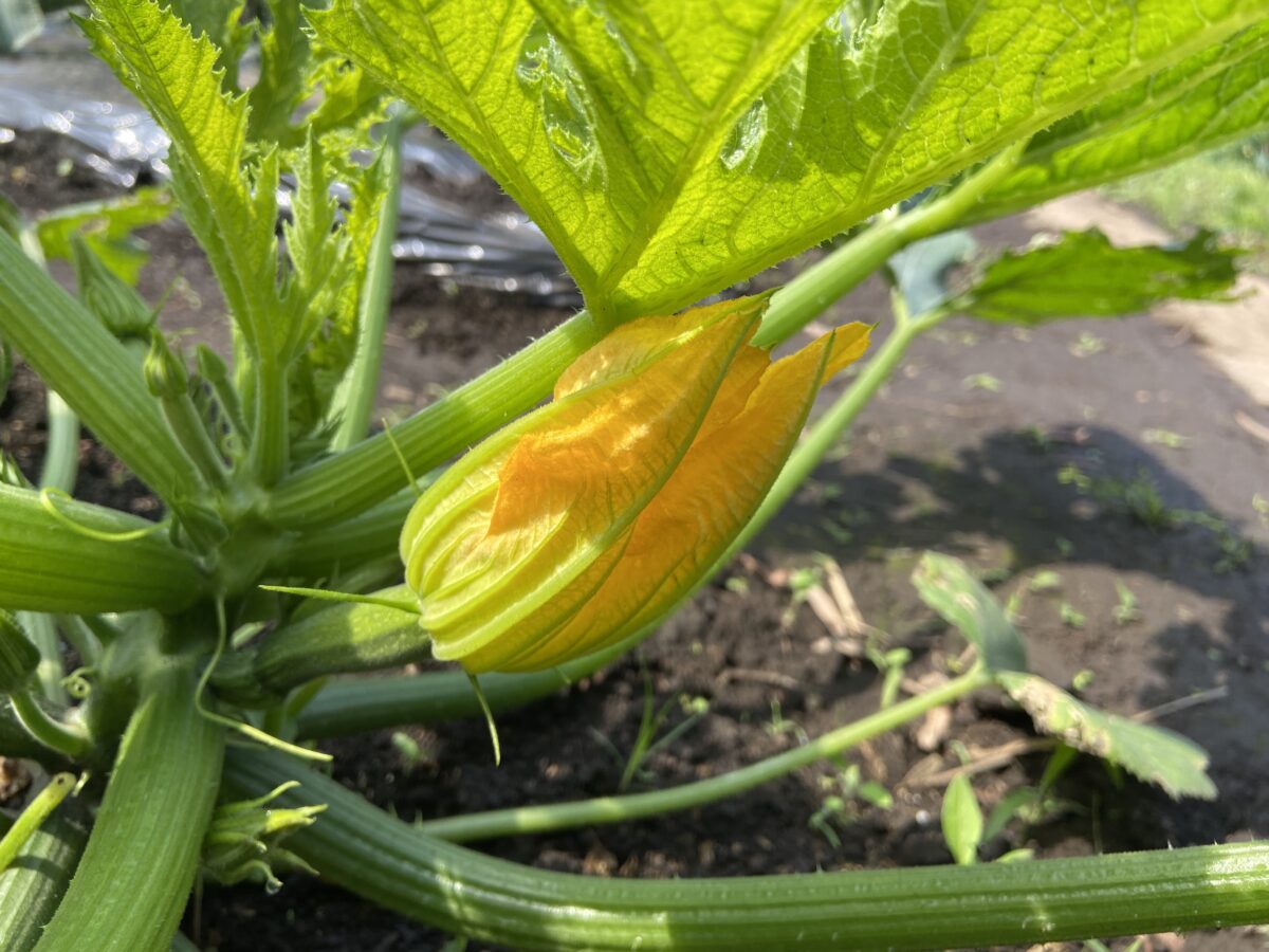ズッキーニの雌花が咲きました