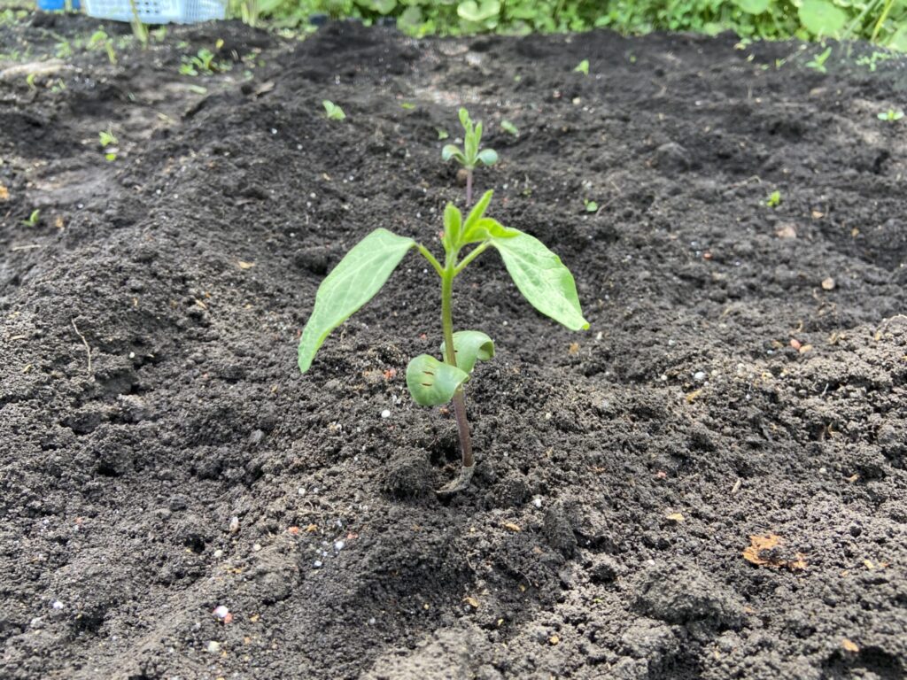 鞍掛豆