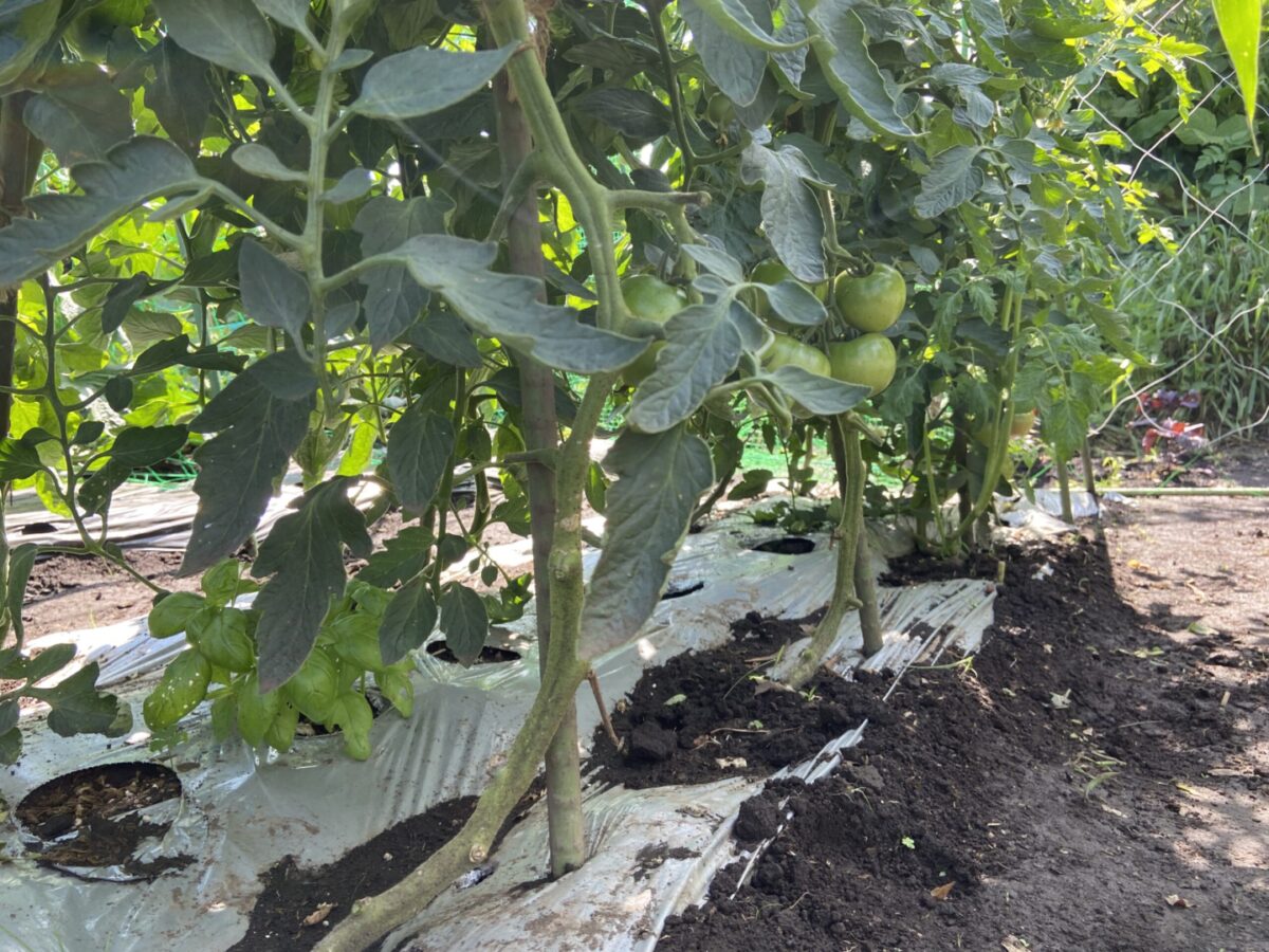 夏野菜の摘芯と剪定