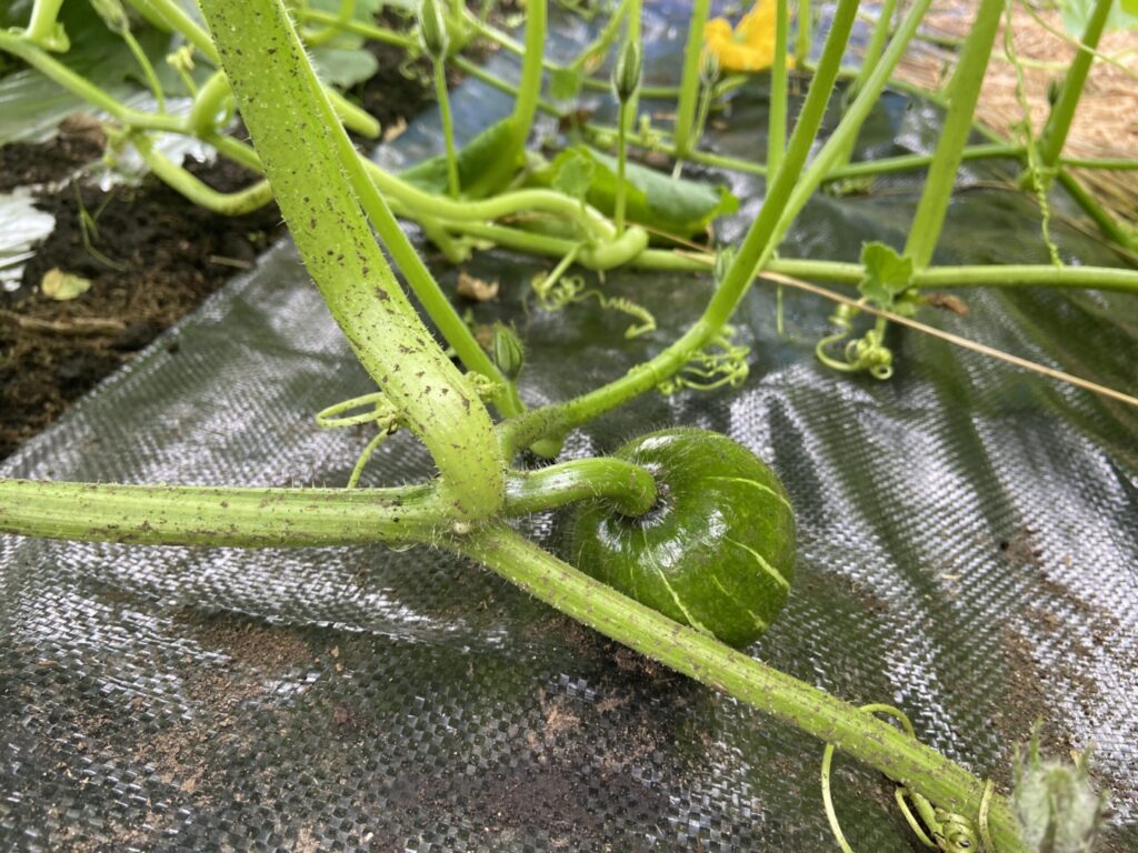 カボチャの実