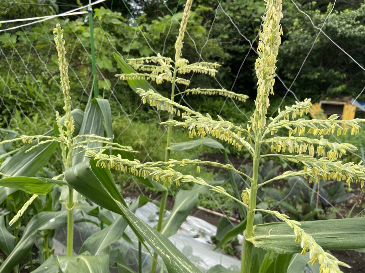 トウモロコシの雄花