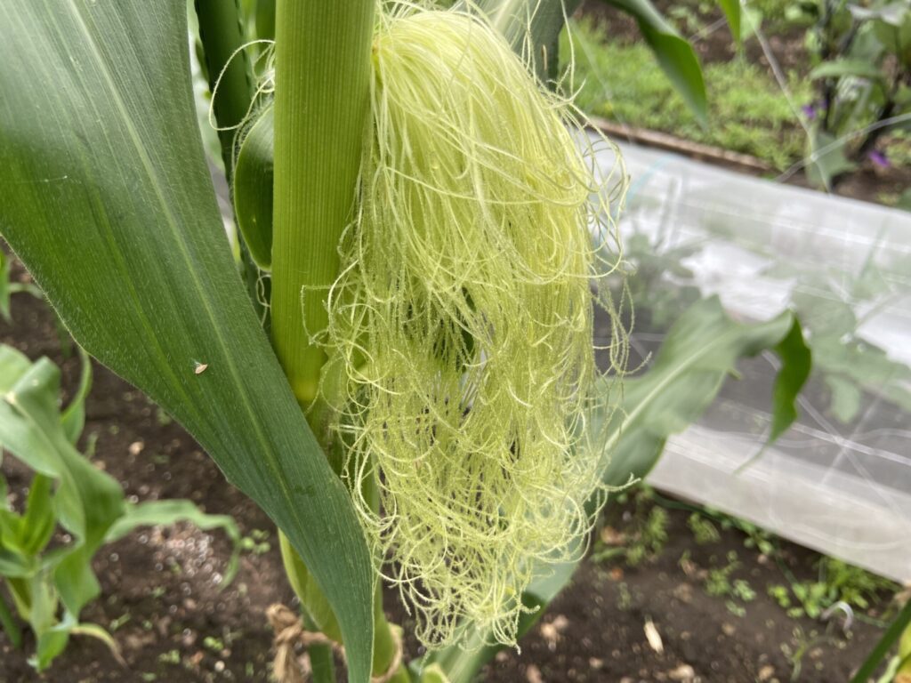 トウモロコシの雌花