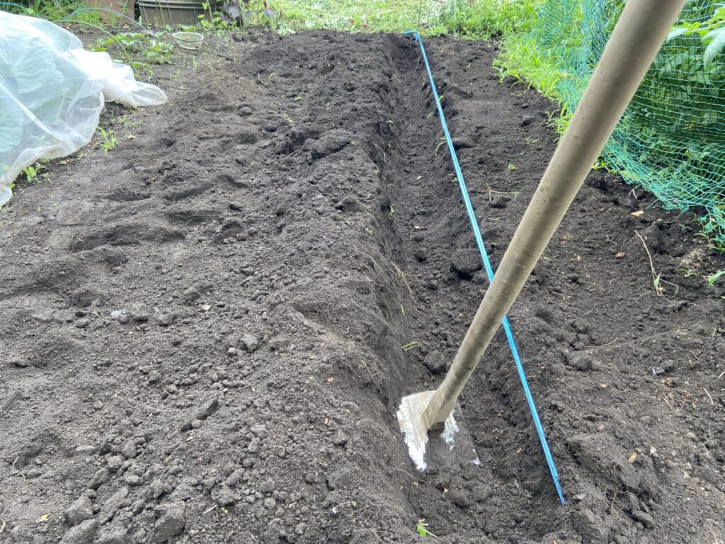 ネギを植える溝