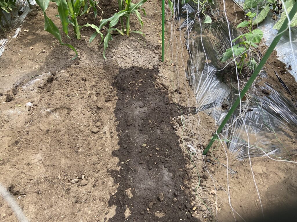 いんげんの種を蒔いた
