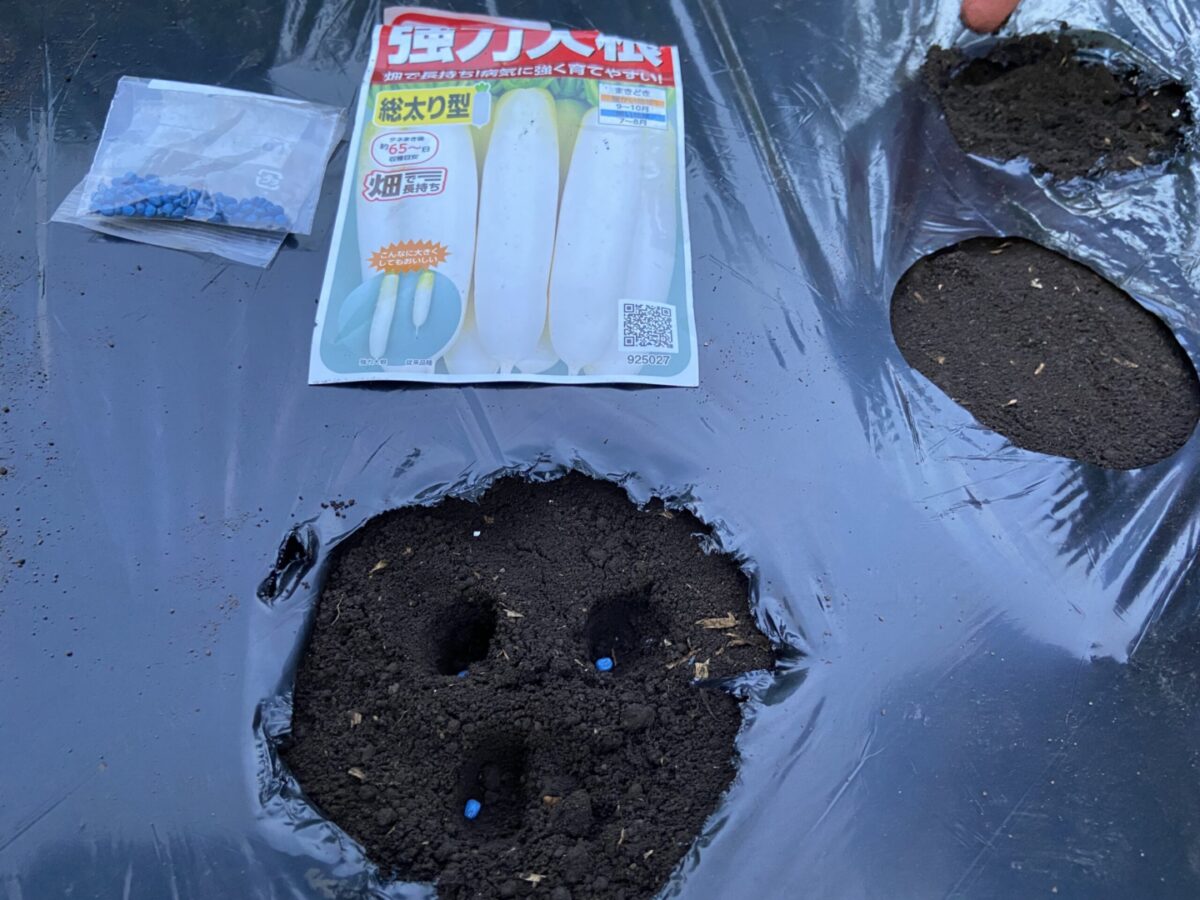 大根、第１バッチ