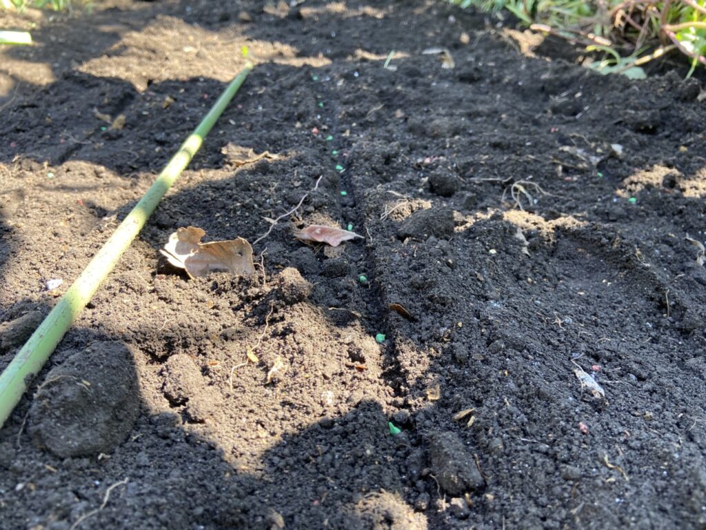 ホウレンソウの種