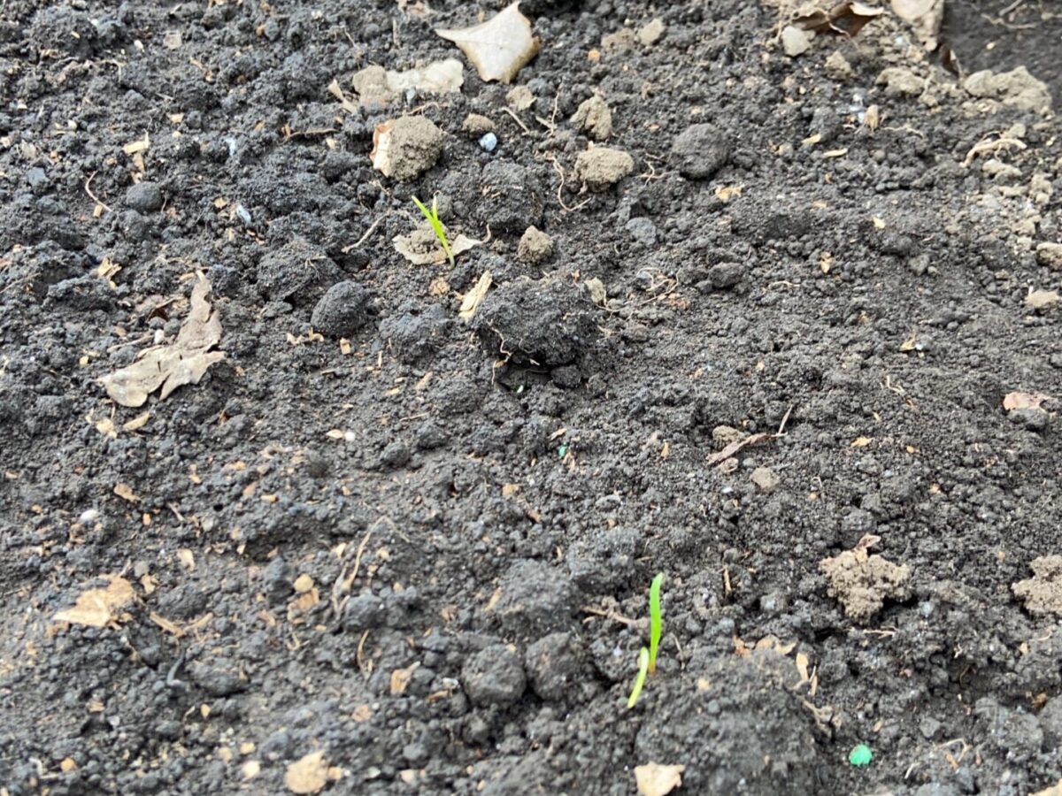 秋冬野菜——5日目