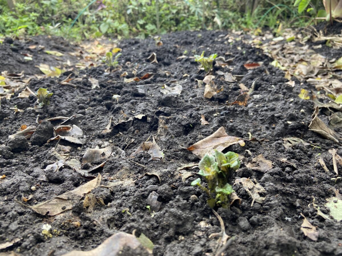 秋冬野菜——13日目