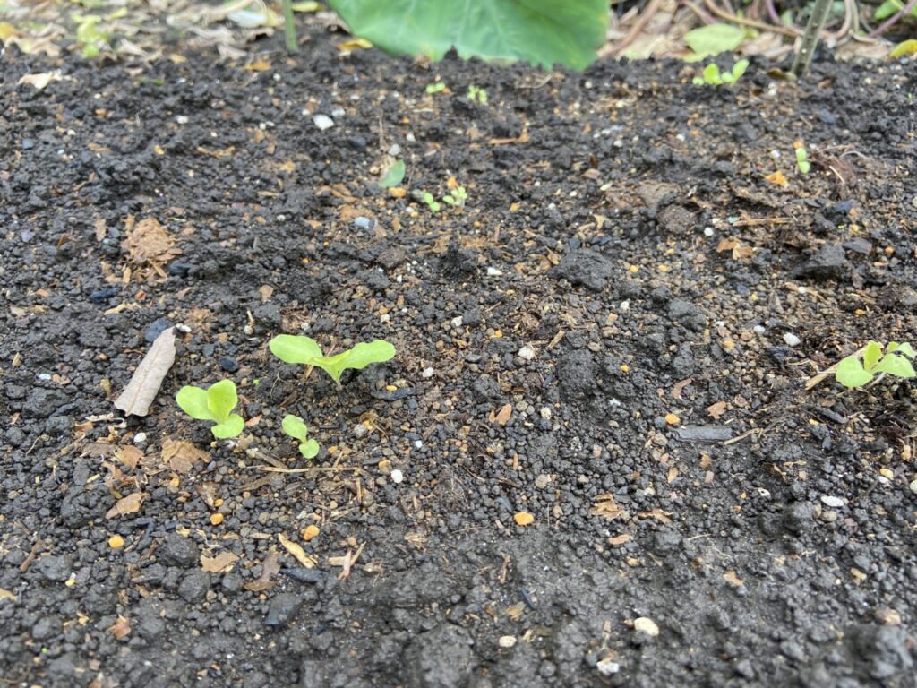 サニーレタスの芽