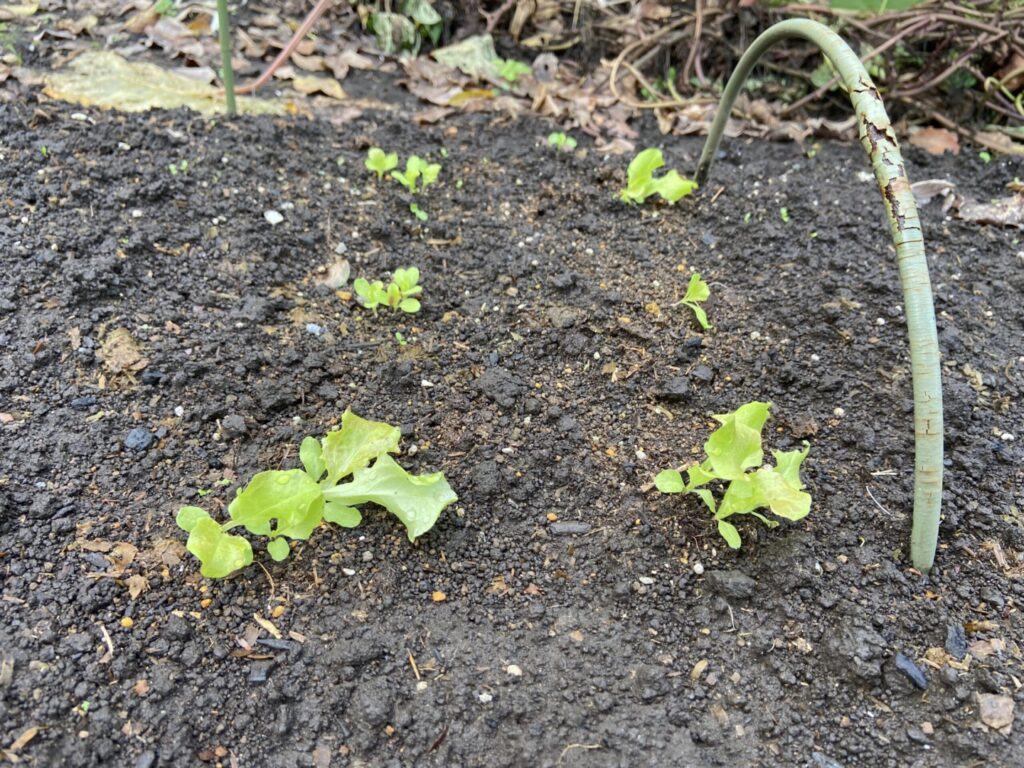 サニーレタスの芽