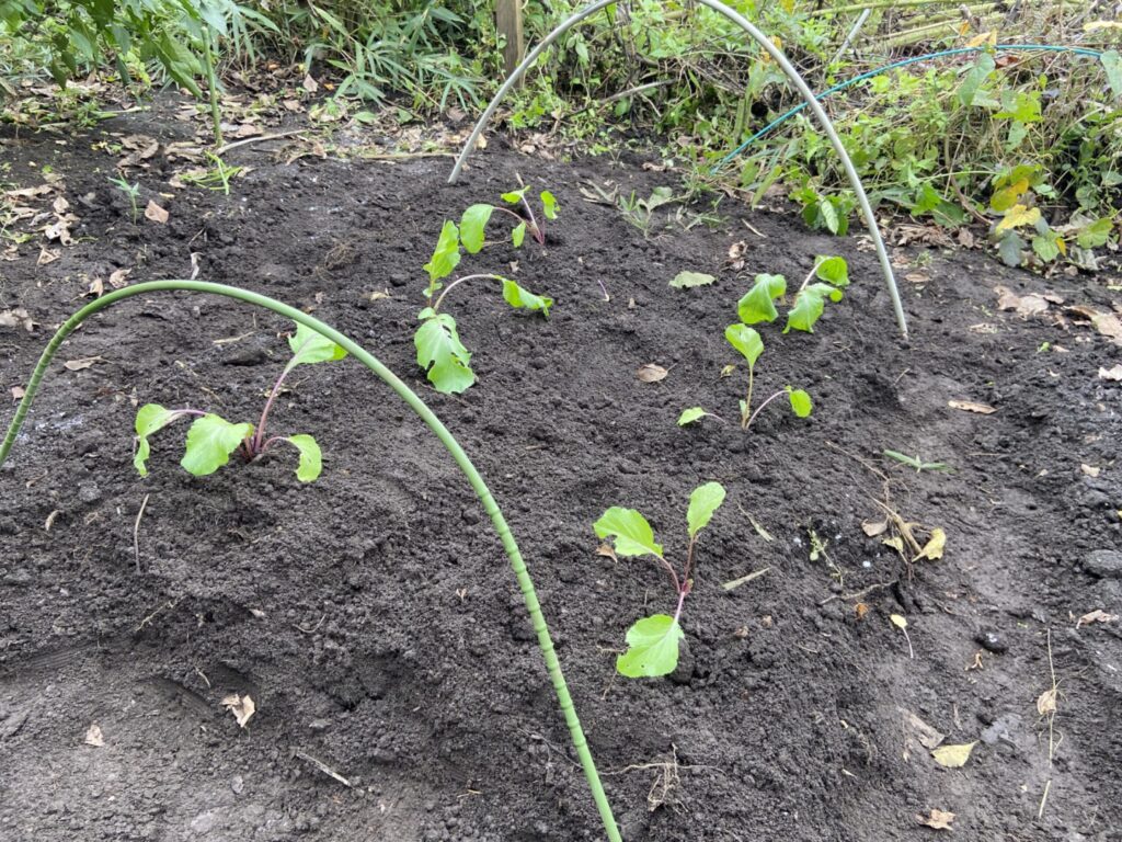 紅菜苔の苗